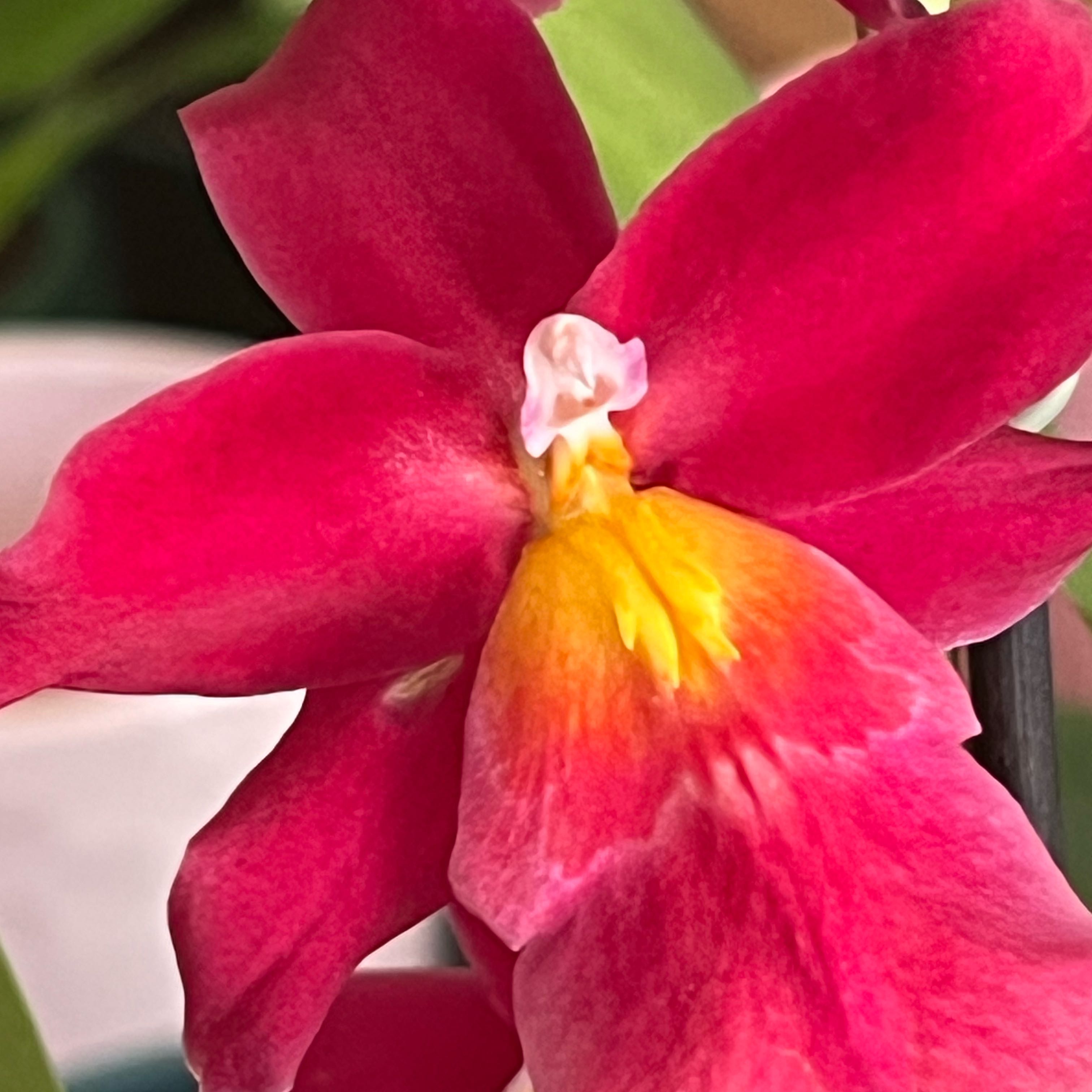 Photo of the plant species Oncidopsis Francine 'Roseglow' by @HisLobster named Rosie Cotton on Greg, the plant care app