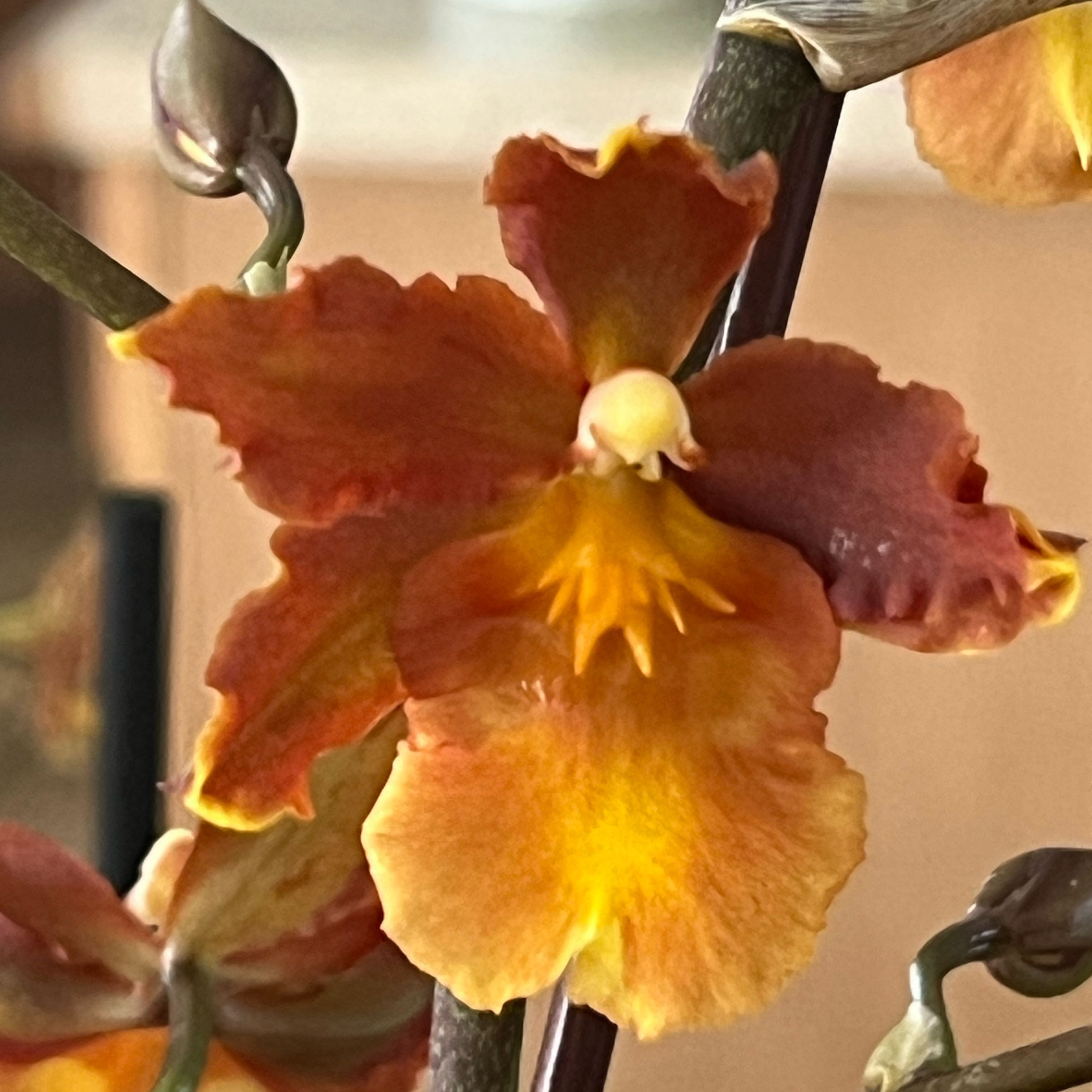 Photo of the plant species Odontocidium Catatante 'Pacific Sun Spots' by @HisLobster named Sonora (@Alison’s) on Greg, the plant care app