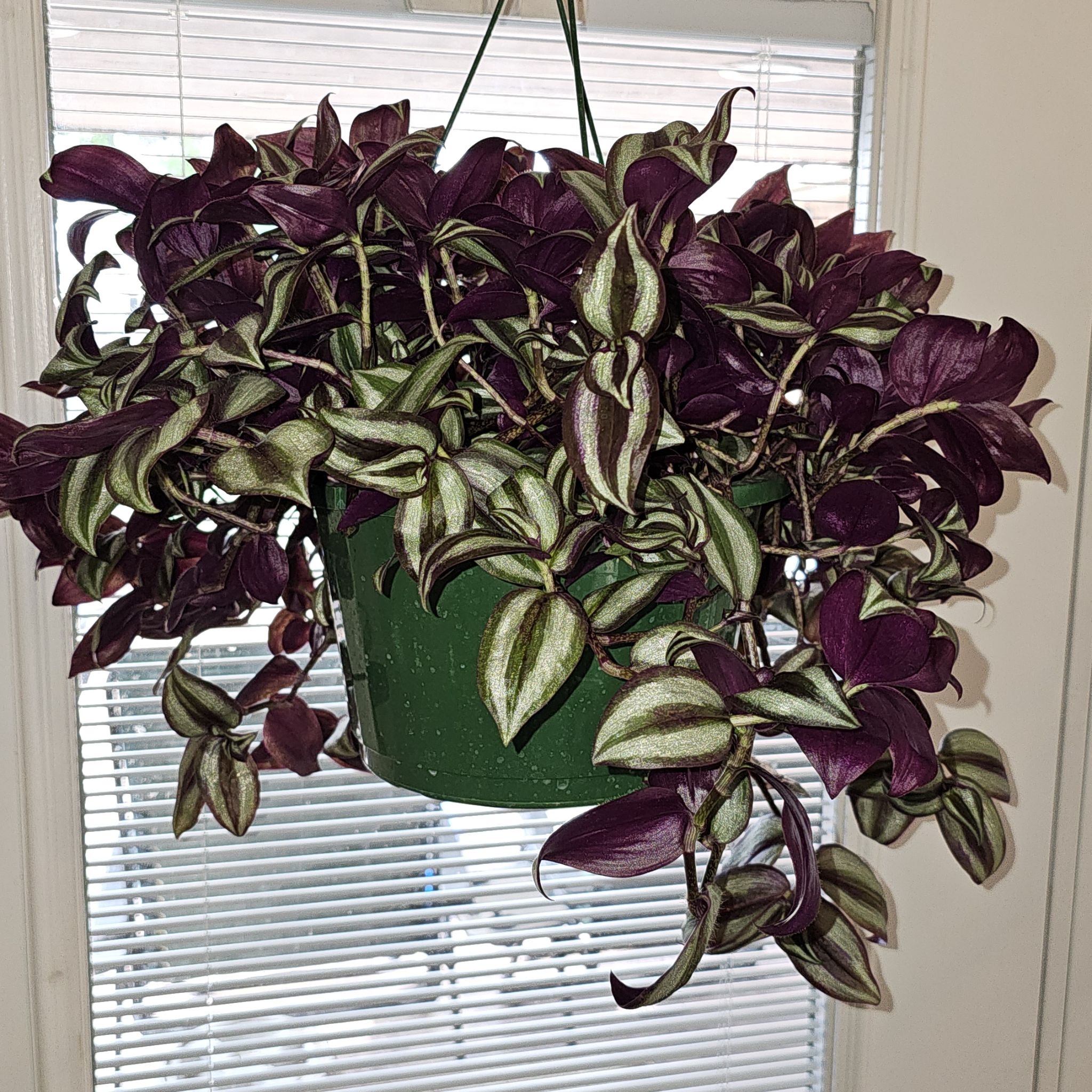 Photo of the plant species Wondering Jude Tortuga by @PlantDaddy6907 named Keanu Leaves on Greg, the plant care app