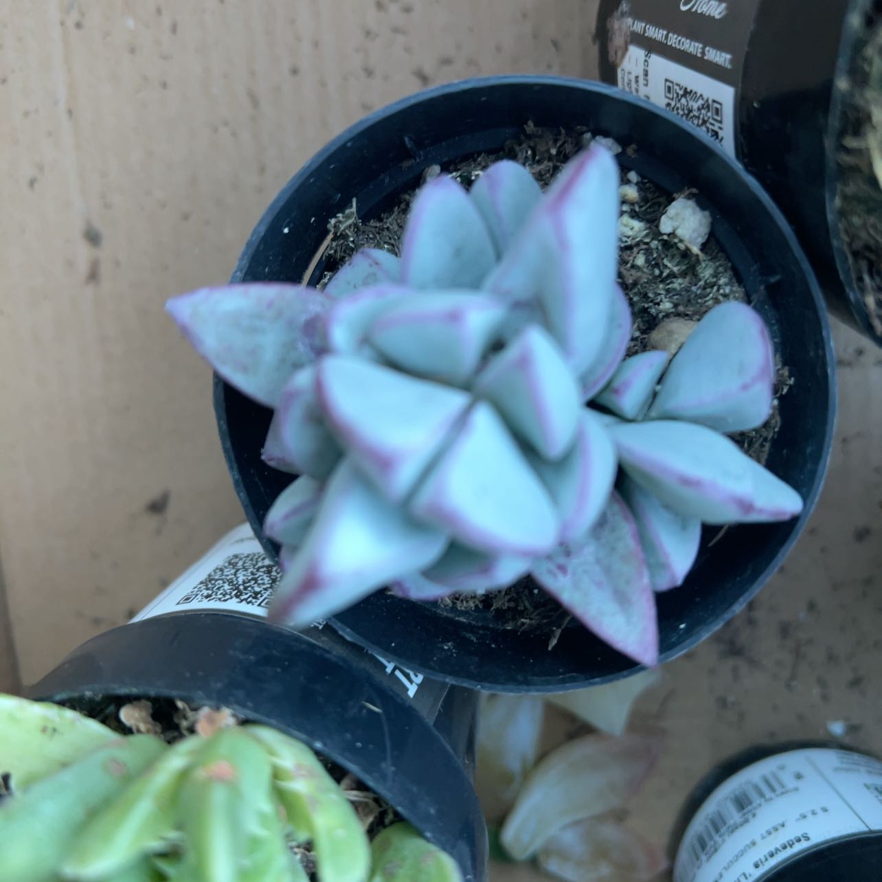 Photo of the plant species Oscularia caulescens by @CelebratedBonsi named Drake on Greg, the plant care app