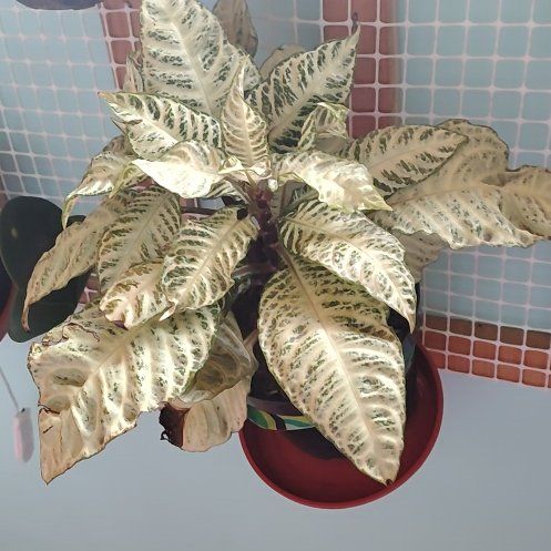 Photo of the plant species Aphelandra 'Snow White' by @DynamoGrasspea named Stubborn on Greg, the plant care app