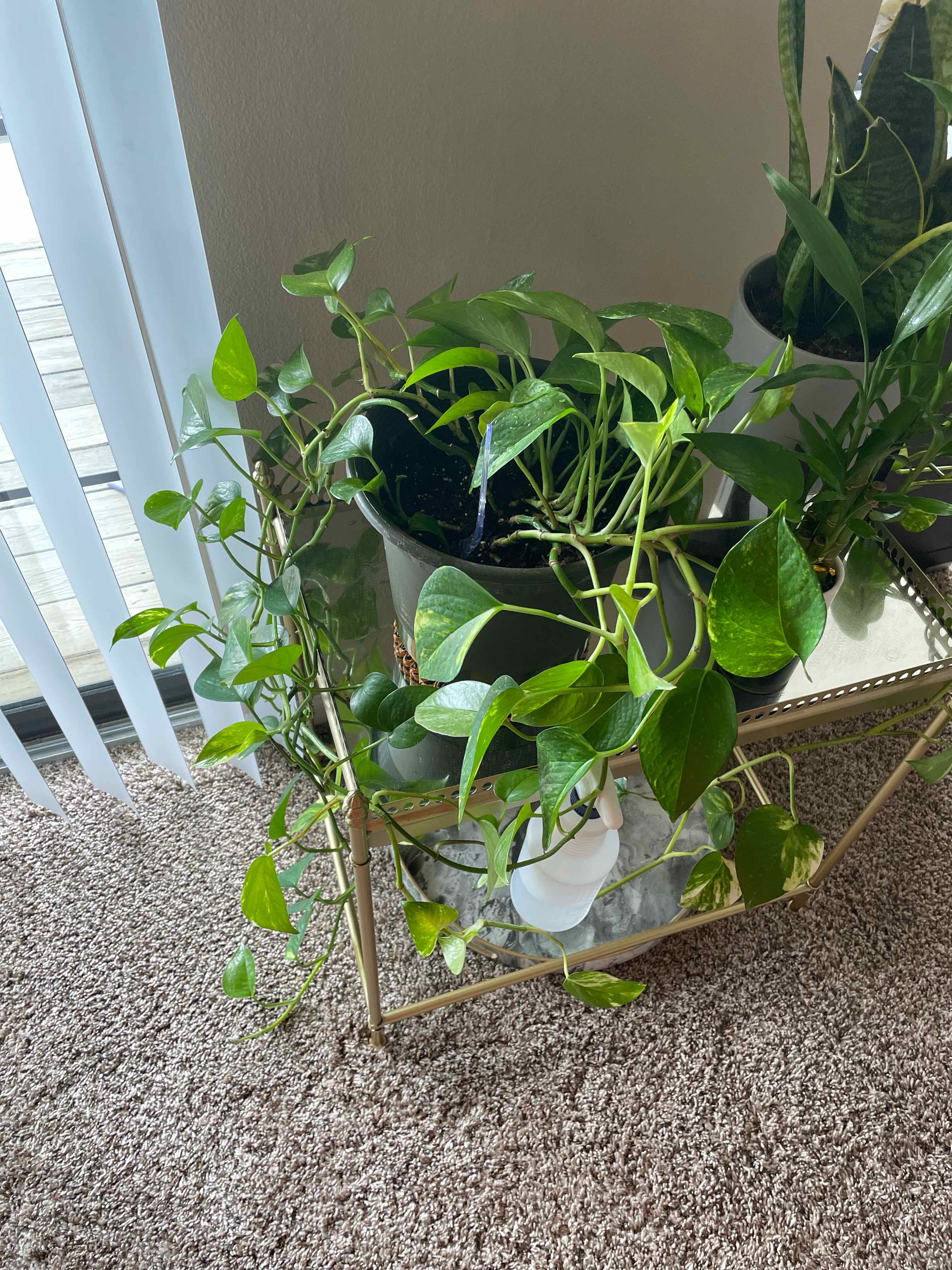 Taro Vine plant photo by @Meera91 named Becky on Greg, the plant care app.