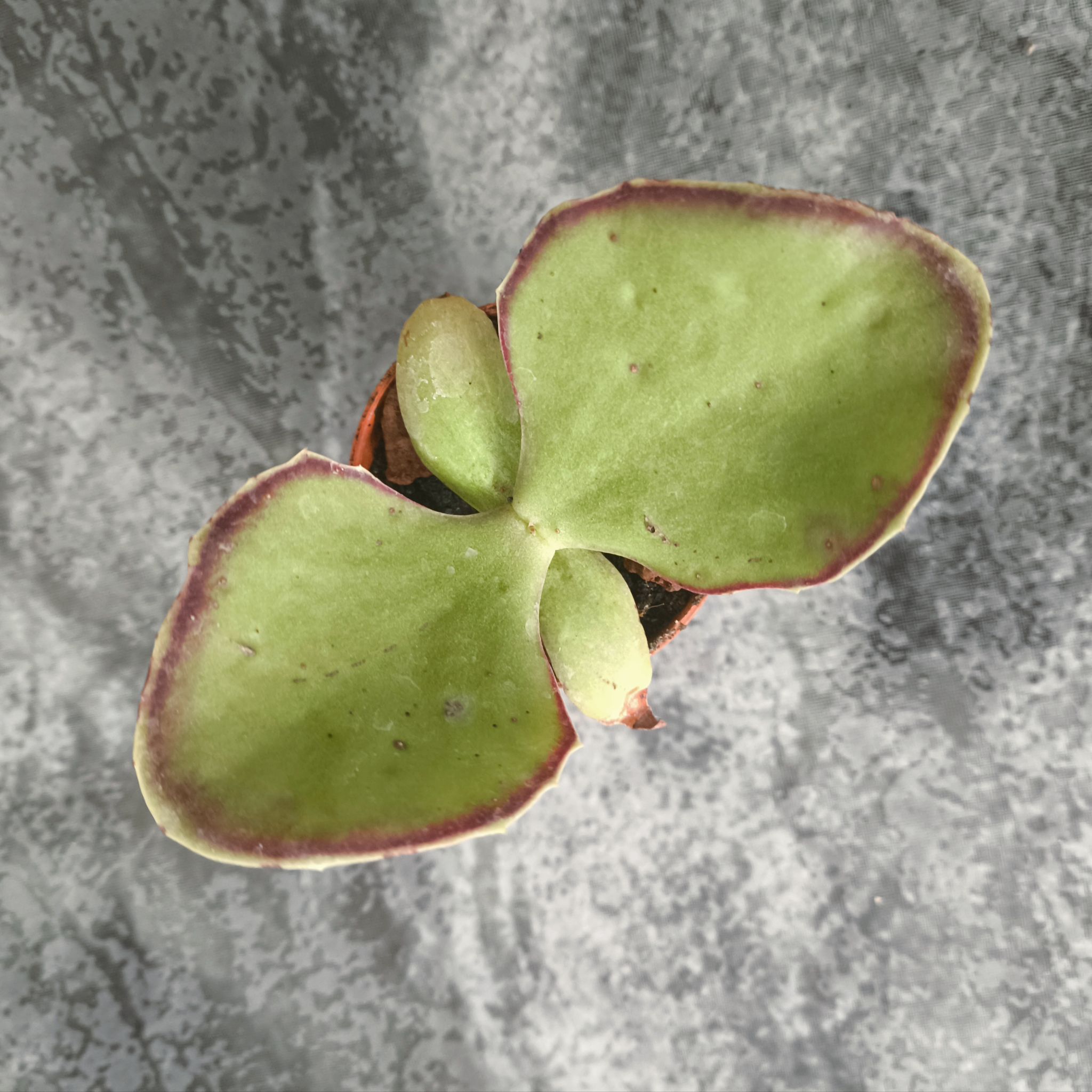 Photo of the plant species Green Pig's Ear by @ScarletMoon named Cotyledon Orbiculata Oblonga 'Macrantha' on Greg, the plant care app
