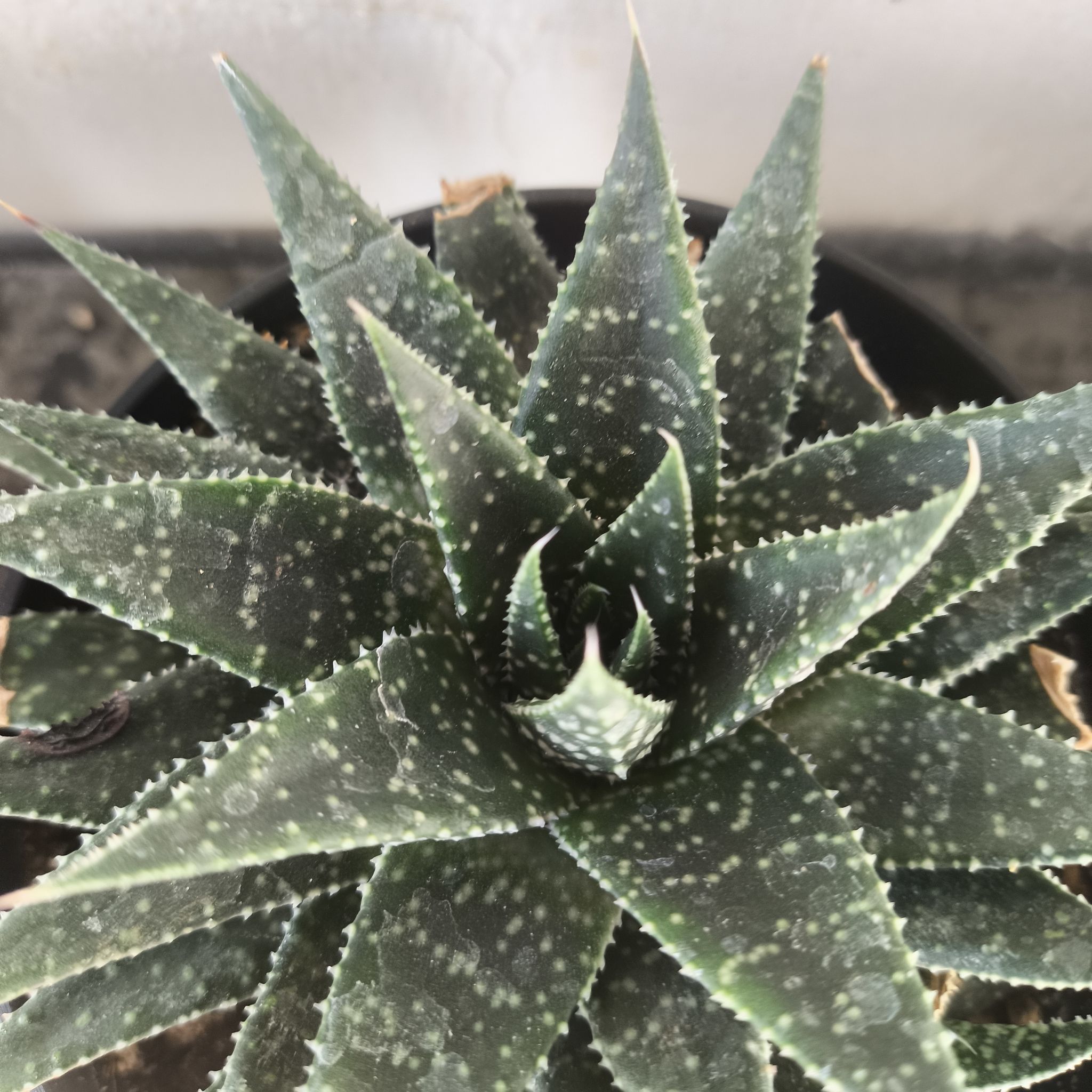 Photo of the plant species Gasteraloe 'Cosmo' by @ScarletMoon named Gasteraloe 'Cosmos' on Greg, the plant care app