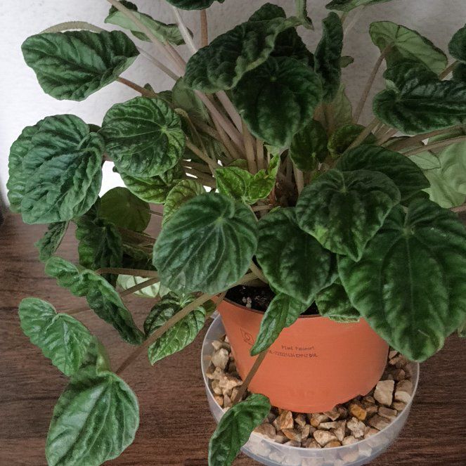 X Peperomia Caperata 'Lilian'