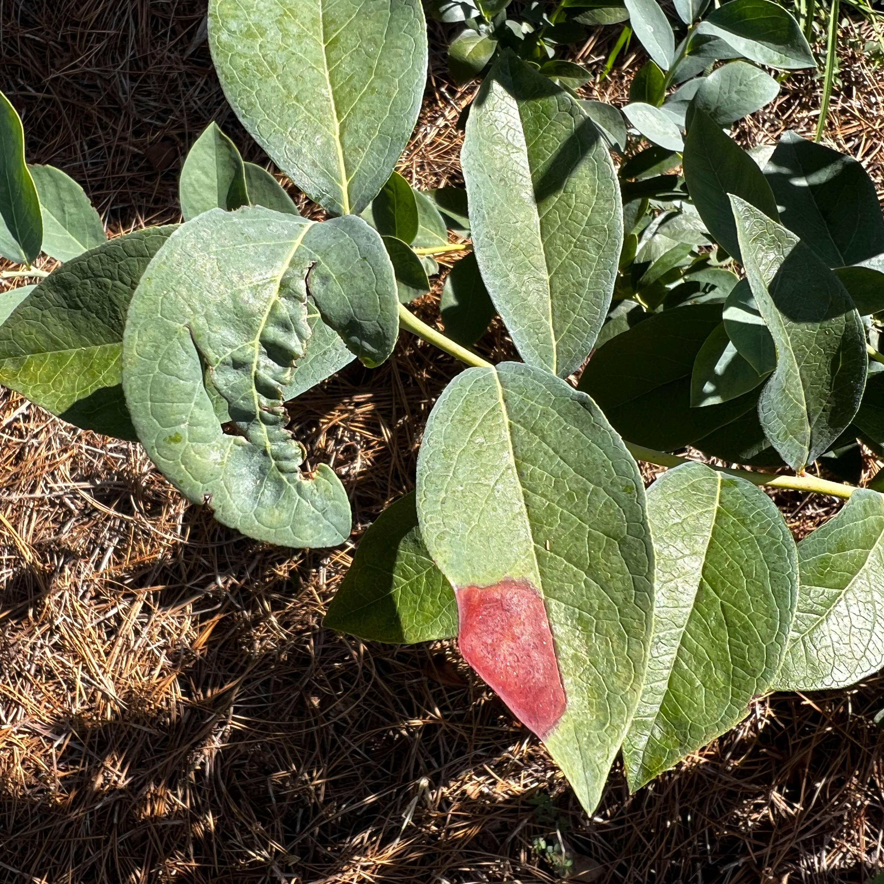 Photo of the plant species Highbush Blueberry by @SweetJiaogulan named Mochi on Greg, the plant care app