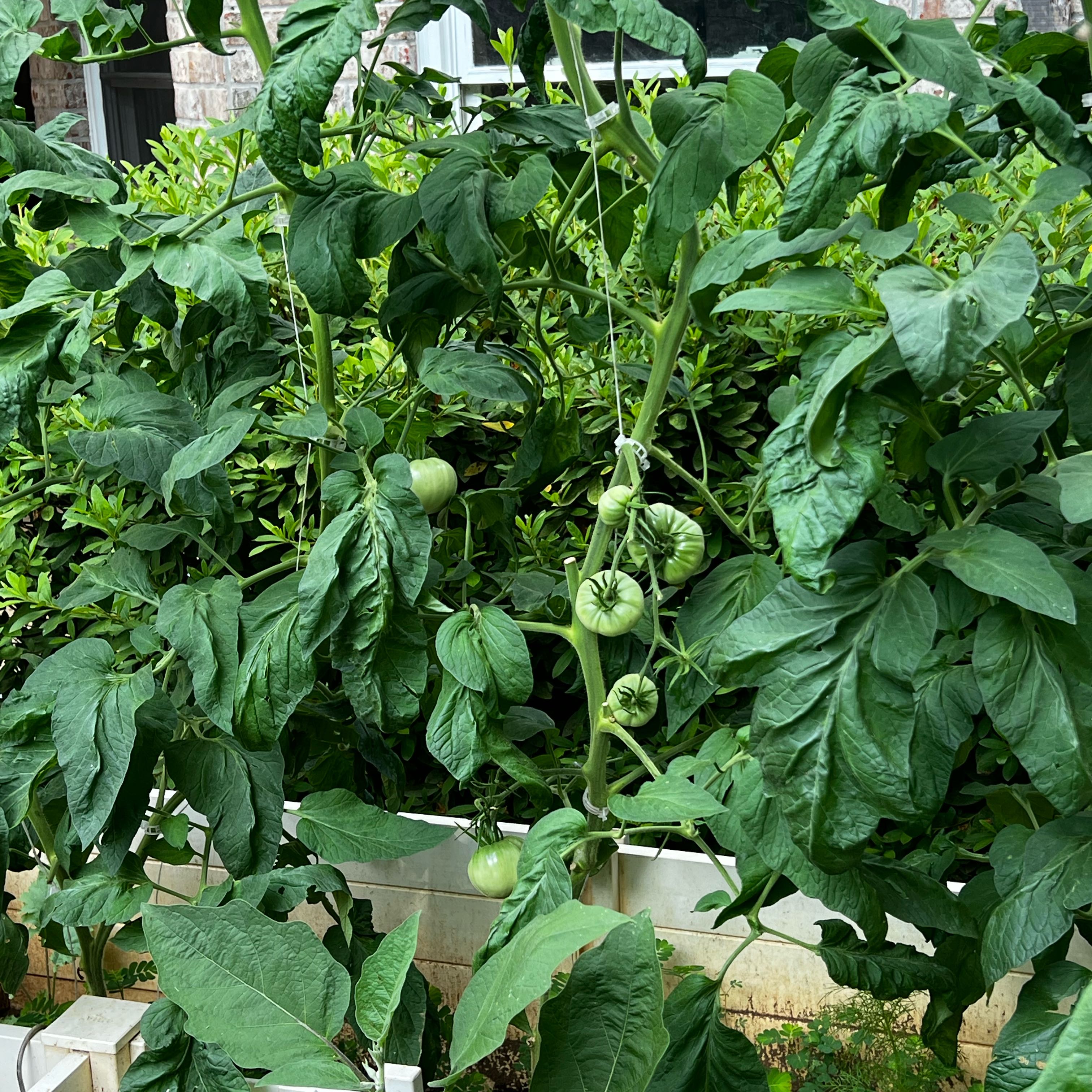 Photo of the plant species Brandywine Heirloom Tomato by @SweetJiaogulan named Coco on Greg, the plant care app
