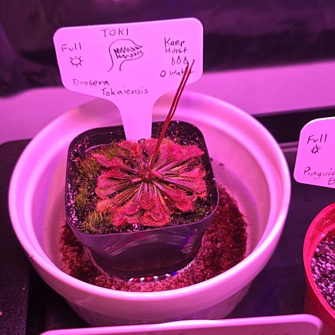 Photo of the plant species Tokaiensis Sundew by @AureliaBorealis named Toki on Greg, the plant care app