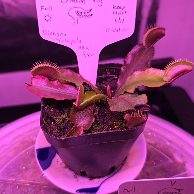 Photo of the plant species Red Dragon Fly Trap by @AureliaBorealis named Crimson Fang on Greg, the plant care app