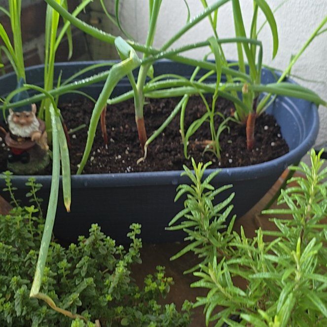 Photo of the plant species small onion by @AureliaBorealis named Shrek on Greg, the plant care app