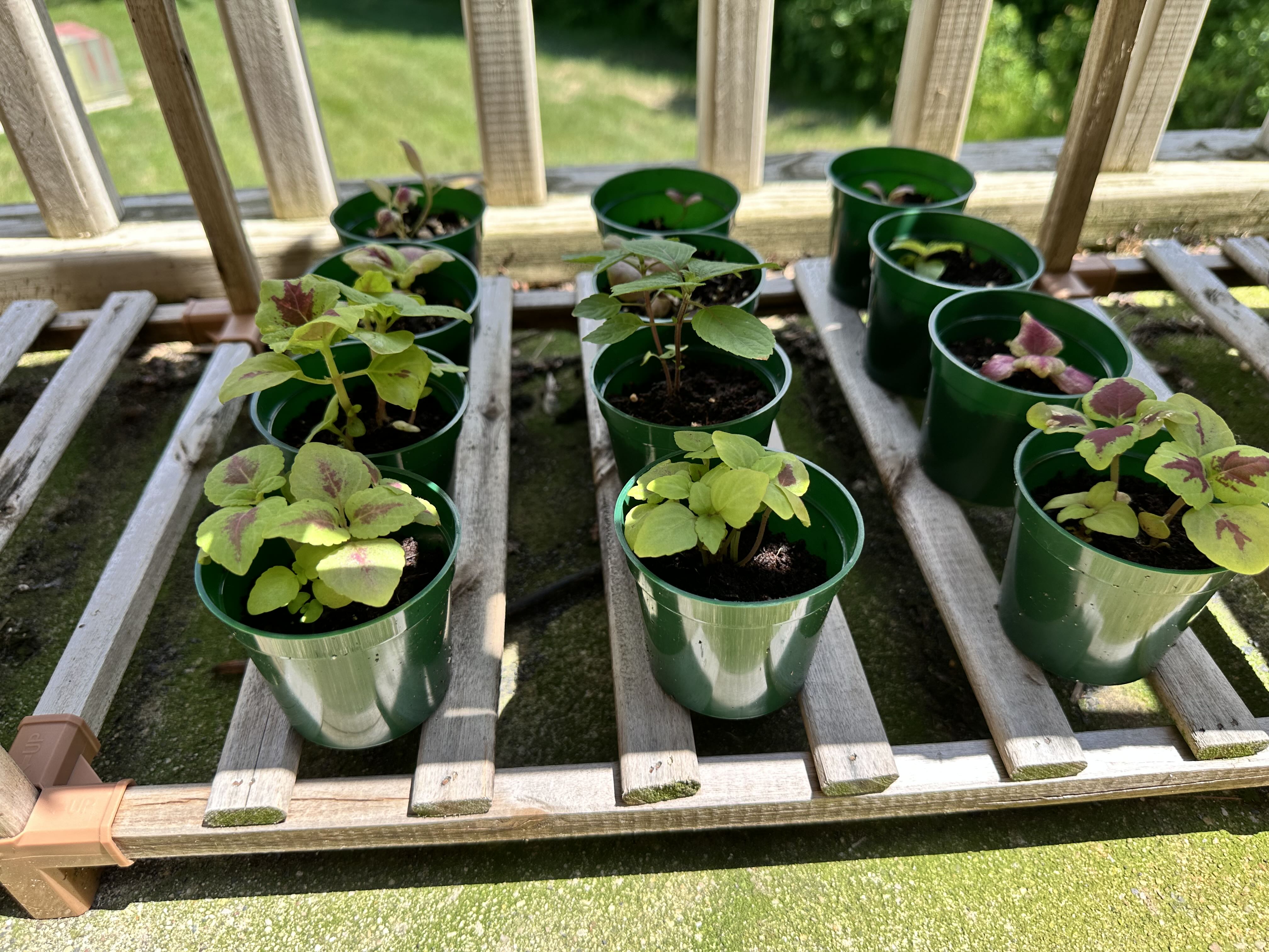 Photo from the post
