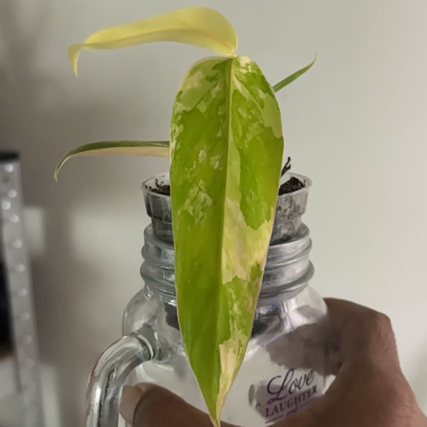 Photo of the plant species Variegated Philodendron by @Heavenlyfran named Juan Carlos on Greg, the plant care app