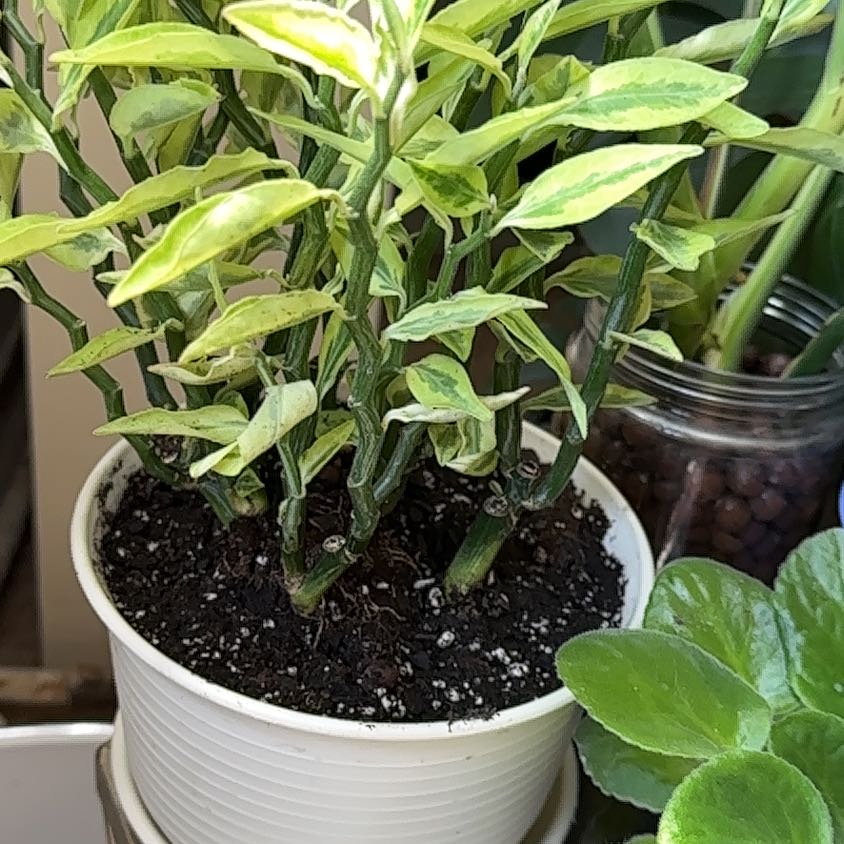 Photo of the plant species devil's backbone by @Heavenlyfran named Queen Lucifer on Greg, the plant care app