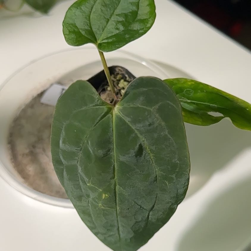Photo of the plant species Papi X Gigi by @Heavenlyfran named Lipsey Russell on Greg, the plant care app