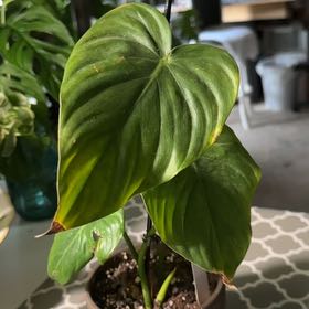 Photo of the plant species Philodendron 'McDowell' by @Heavenlyfran named Mildred on Greg, the plant care app
