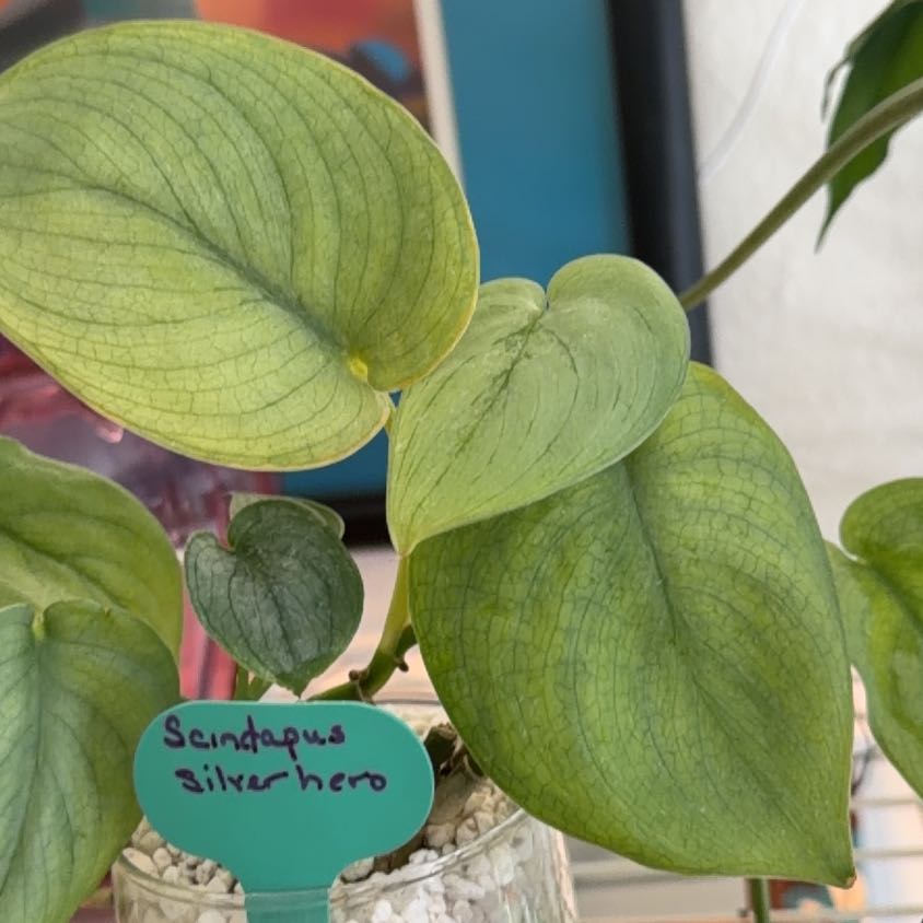 Photo of the plant species Scindapus Trebii Dark Form by @Heavenlyfran named Morgan Treiman on Greg, the plant care app
