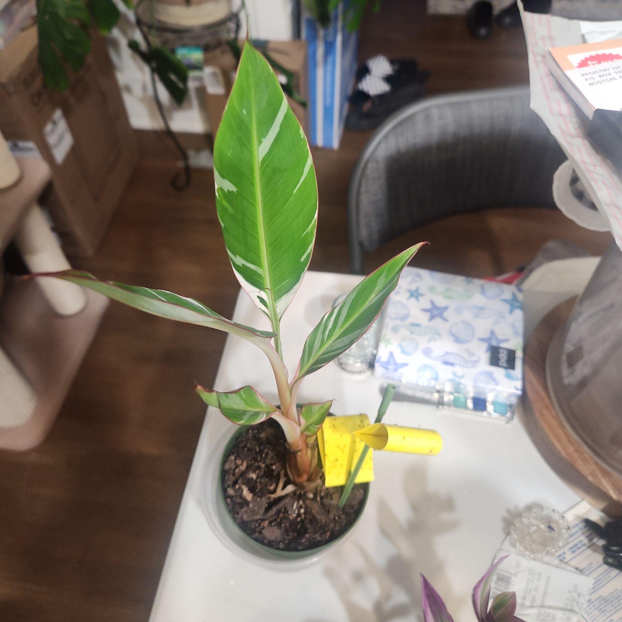 Photo of the plant species Florida Variegated Banana by @PrincelySpinach named Walt on Greg, the plant care app