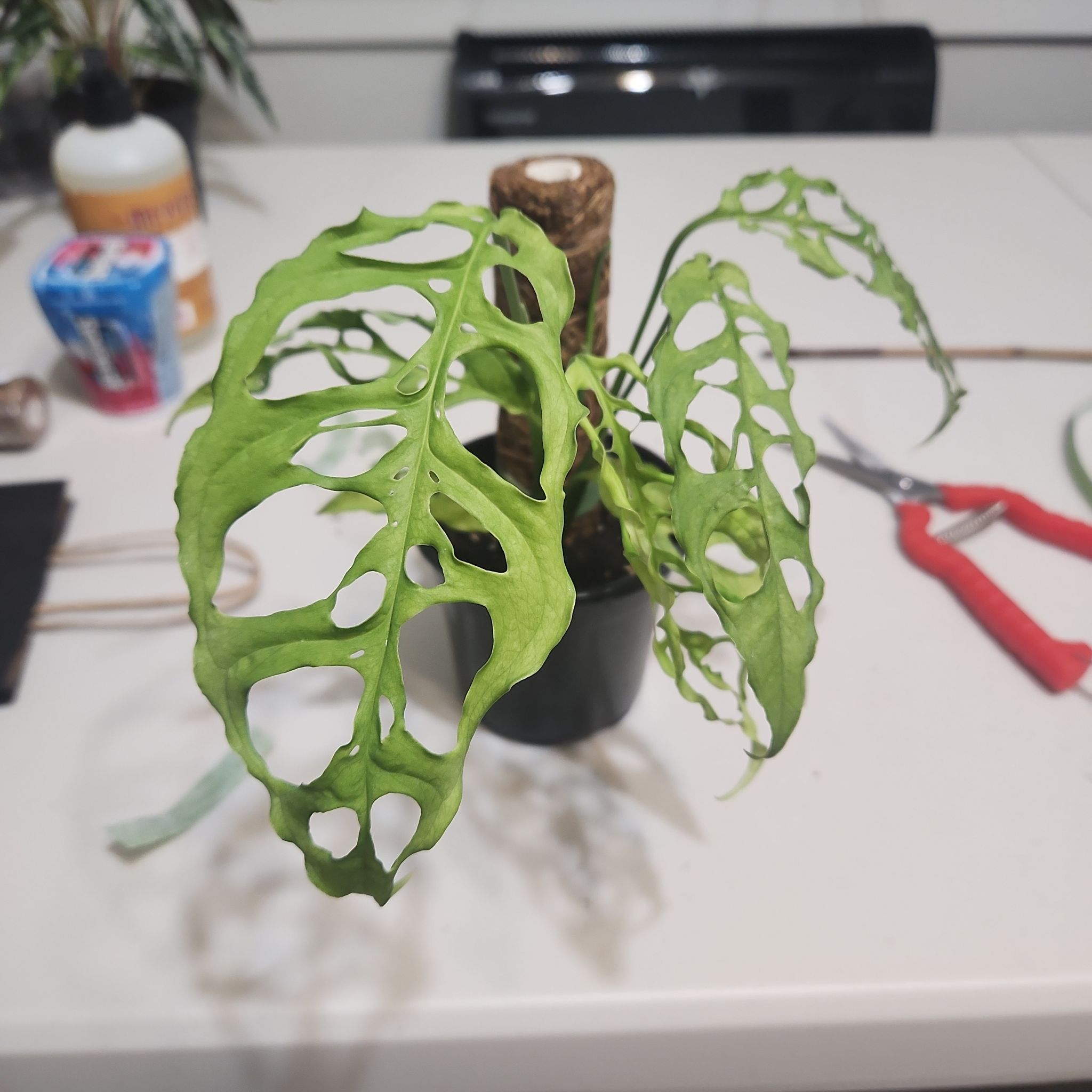 Captain Plant-it