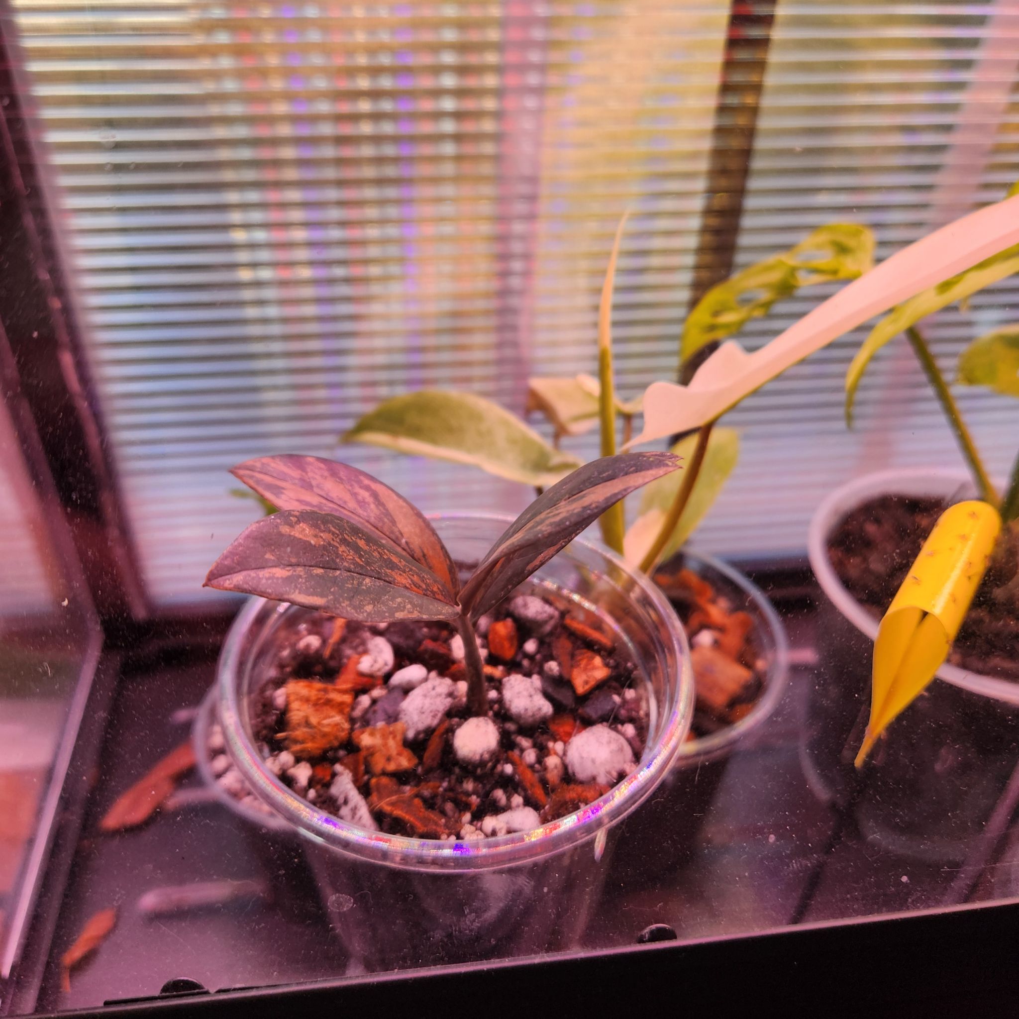 Photo of the plant species Variegated Raven ZZ Plant by @PrincelySpinach named Mando on Greg, the plant care app