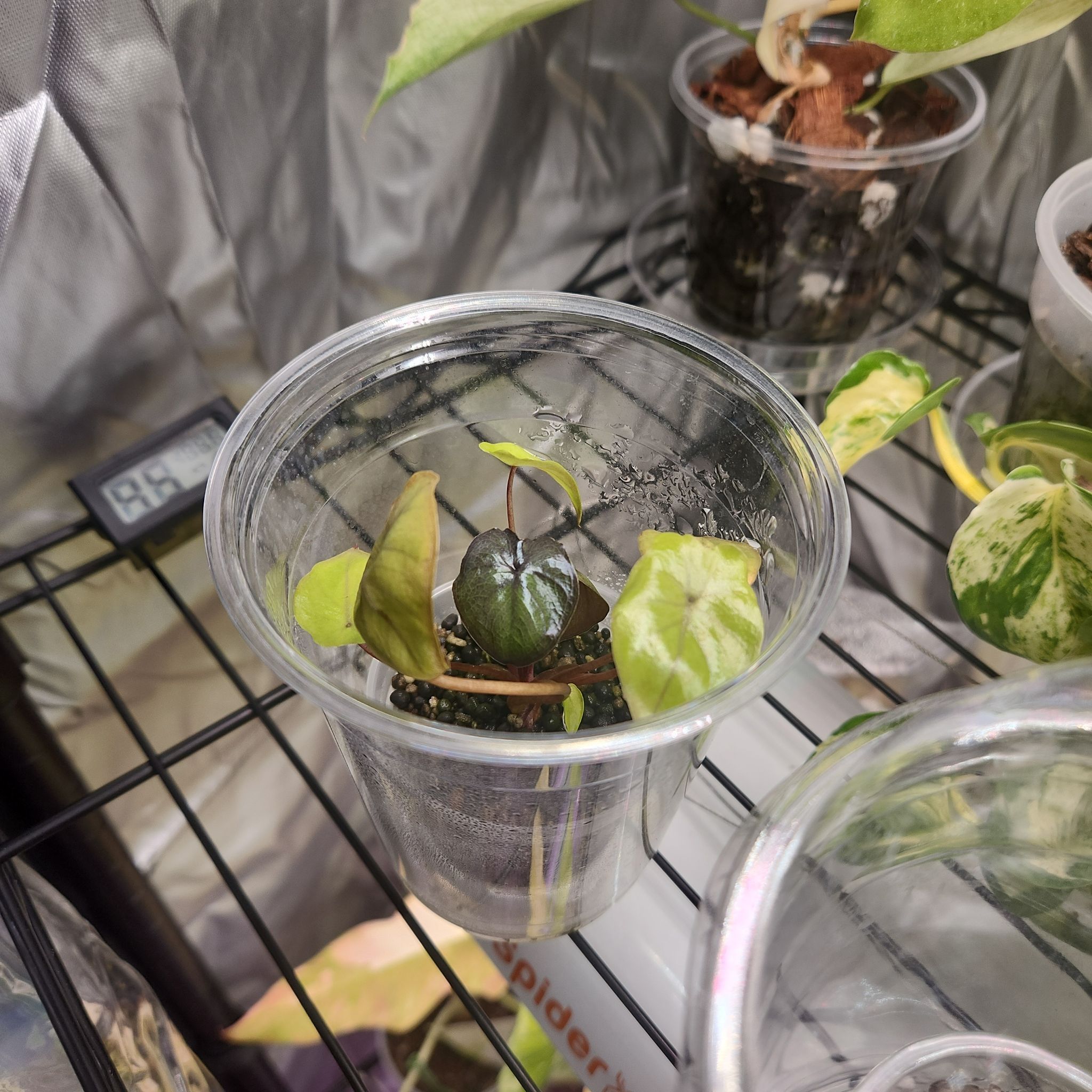 Photo of the plant species Alocasia 'Serendipity' by @PrincelySpinach named Luna on Greg, the plant care app