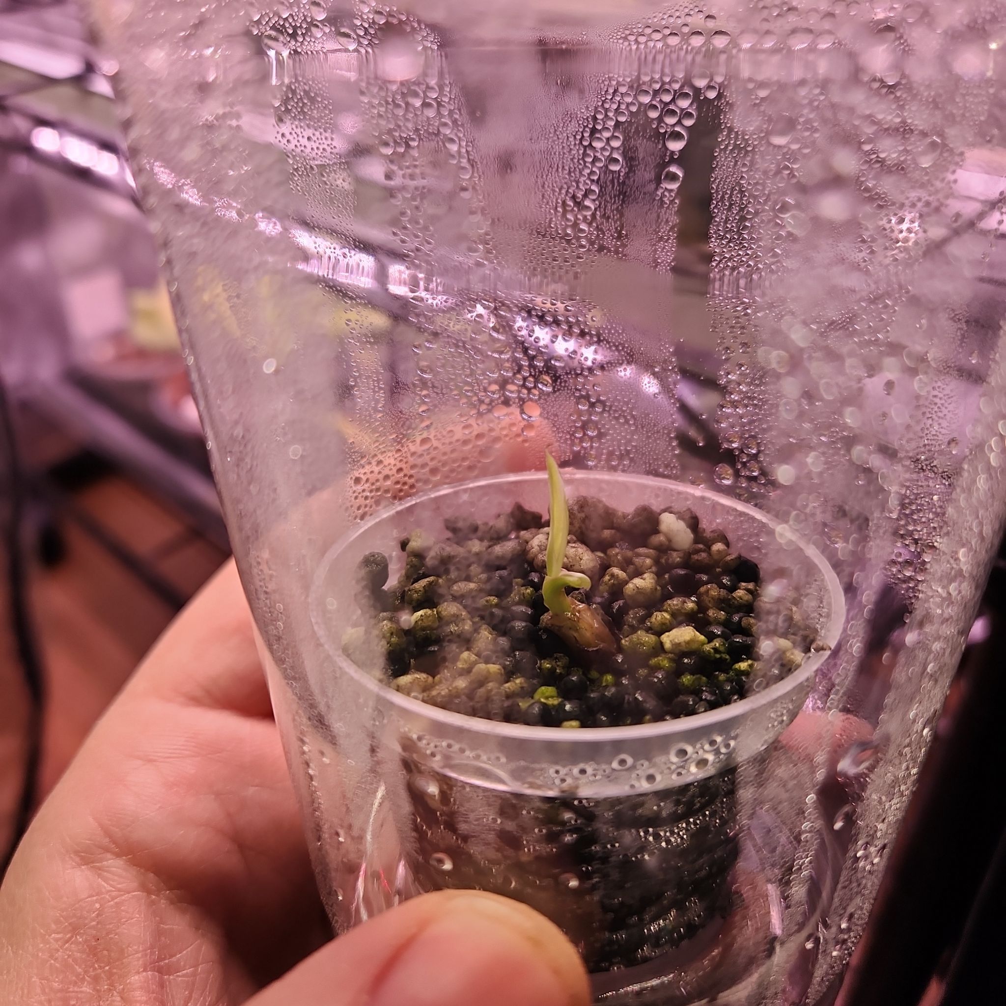 Photo of the plant species Florida Variegated Banana by @PrincelySpinach named LiloStitch on Greg, the plant care app