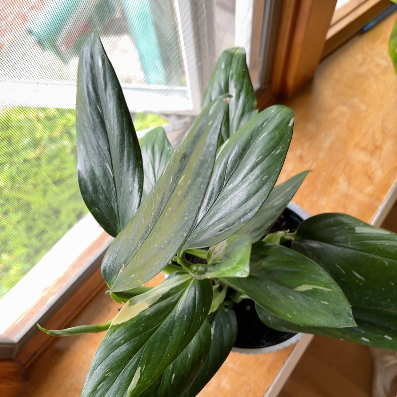 variegate please