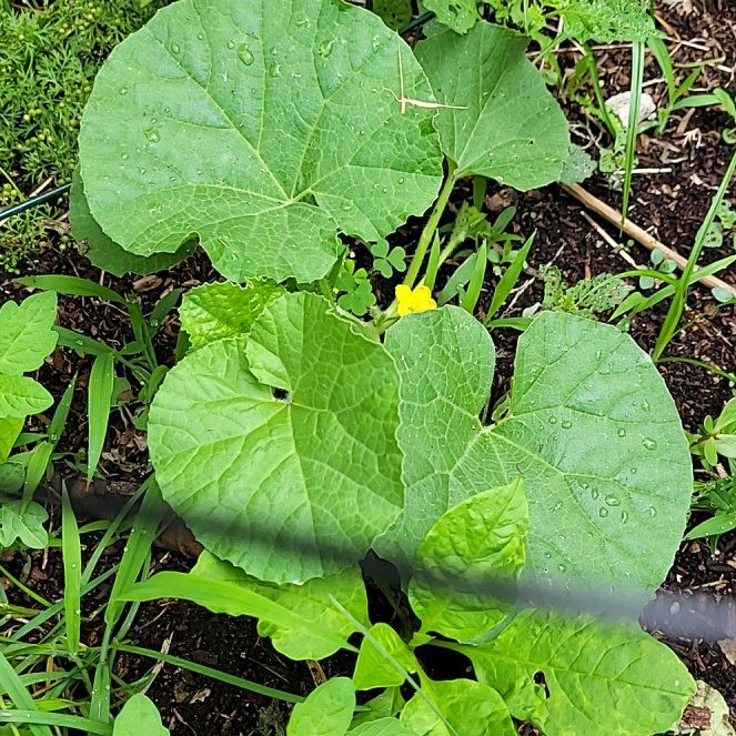 eva-a-plant-by-famedchives-on-greg