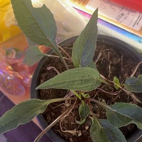 Photo of the plant species Purple Coneflower by @QuixoticKawaka named Curie on Greg, the plant care app