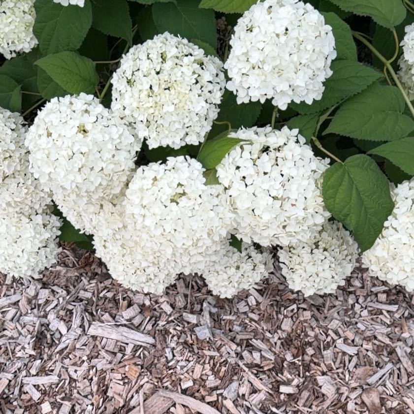 Photo of the plant species Ashy Hydrangea by @QuixoticKawaka named Girlfrond on Greg, the plant care app