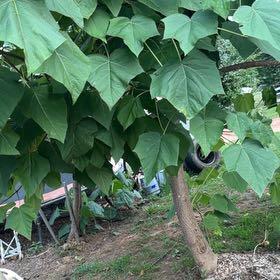 Photo of the plant species Empress Tree by @QuixoticKawaka named Clooney on Greg, the plant care app