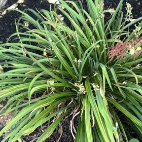 Photo of the plant species Oriental Lily 'Table Dance' by @UnusualCowbane named Sherlock on Greg, the plant care app