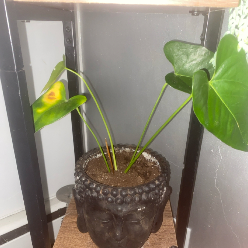 Photo of the plant species Flamingo Flower by @Haircutta named Ulysses S Plant on Greg, the plant care app