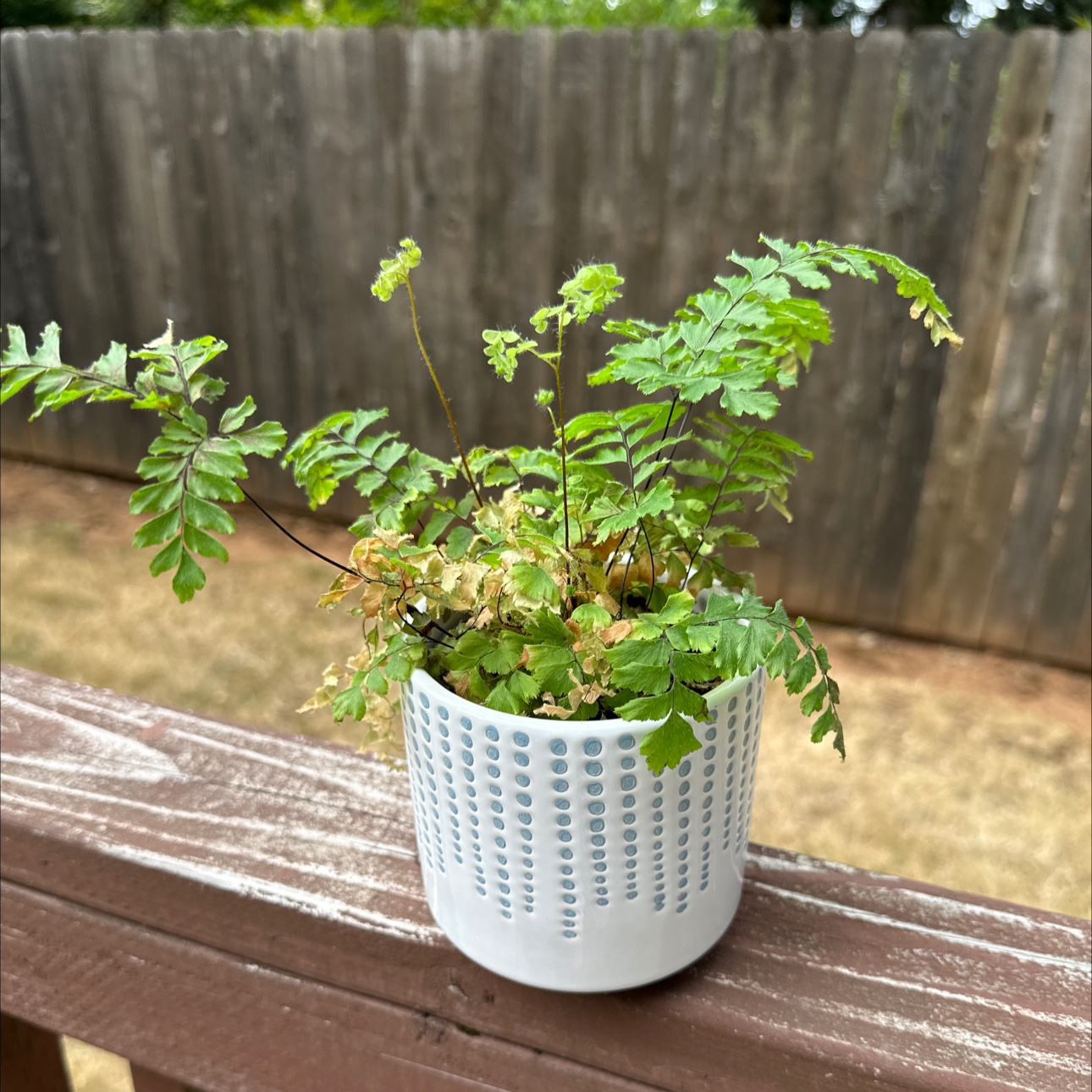 Photo of the plant species Brittle Maidenhair Fern by @FlyingKoreanfir named Fernie Mercury on Greg, the plant care app