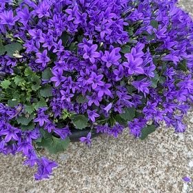Photo of the plant species Serbian Bellflower by @RaisingGingers named Sir Plancelot on Greg, the plant care app