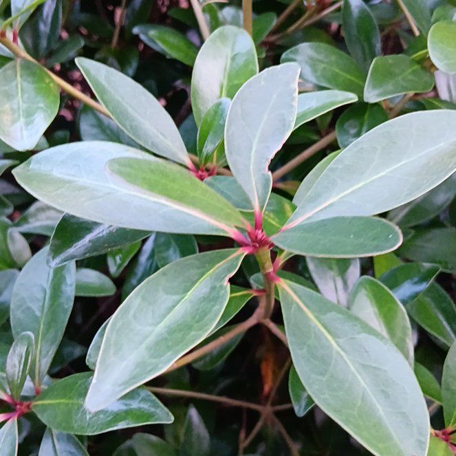 Photo of the plant species Tasmanian Pepperberry by @PoetAsianrice named Lavender on Greg, the plant care app