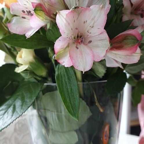 caring for an alstroemeria psittacina