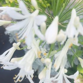 Photo of the plant species Honeysuckle by @CuteFlamingkaty named Maya on Greg, the plant care app