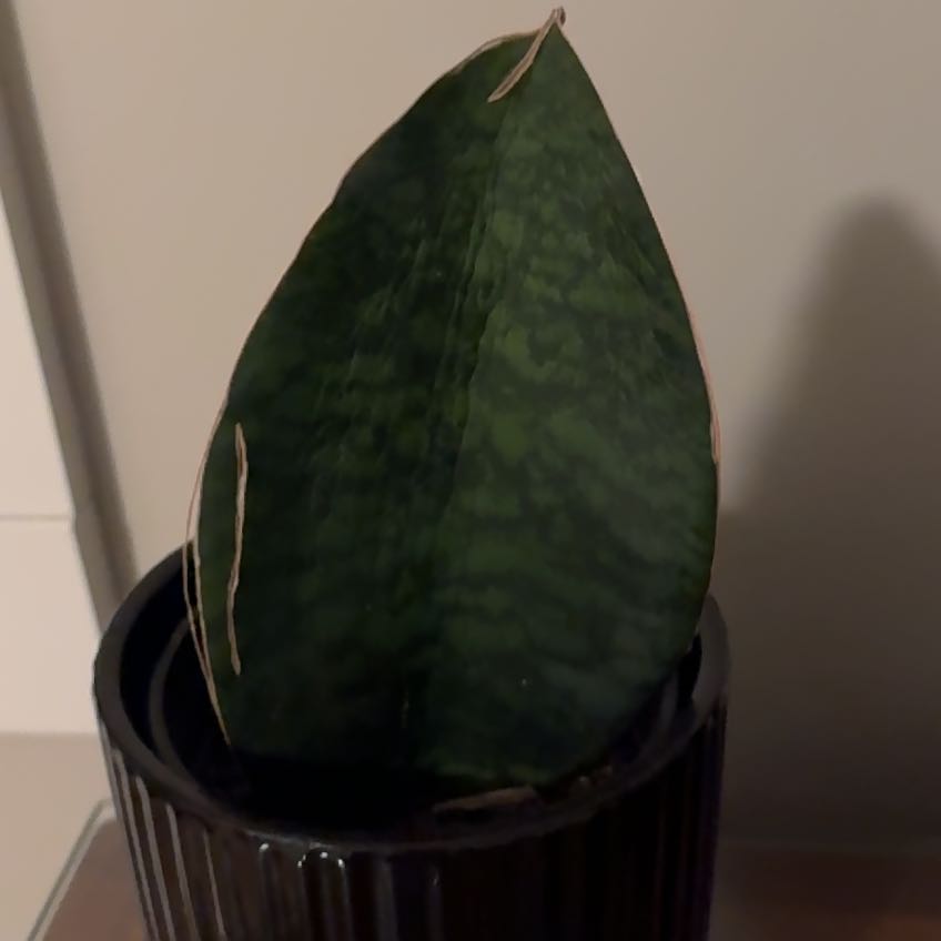 Photo of the plant species Whale Fin 'Black' by @PeakKiwiaeonium named Sir Plancelot on Greg, the plant care app