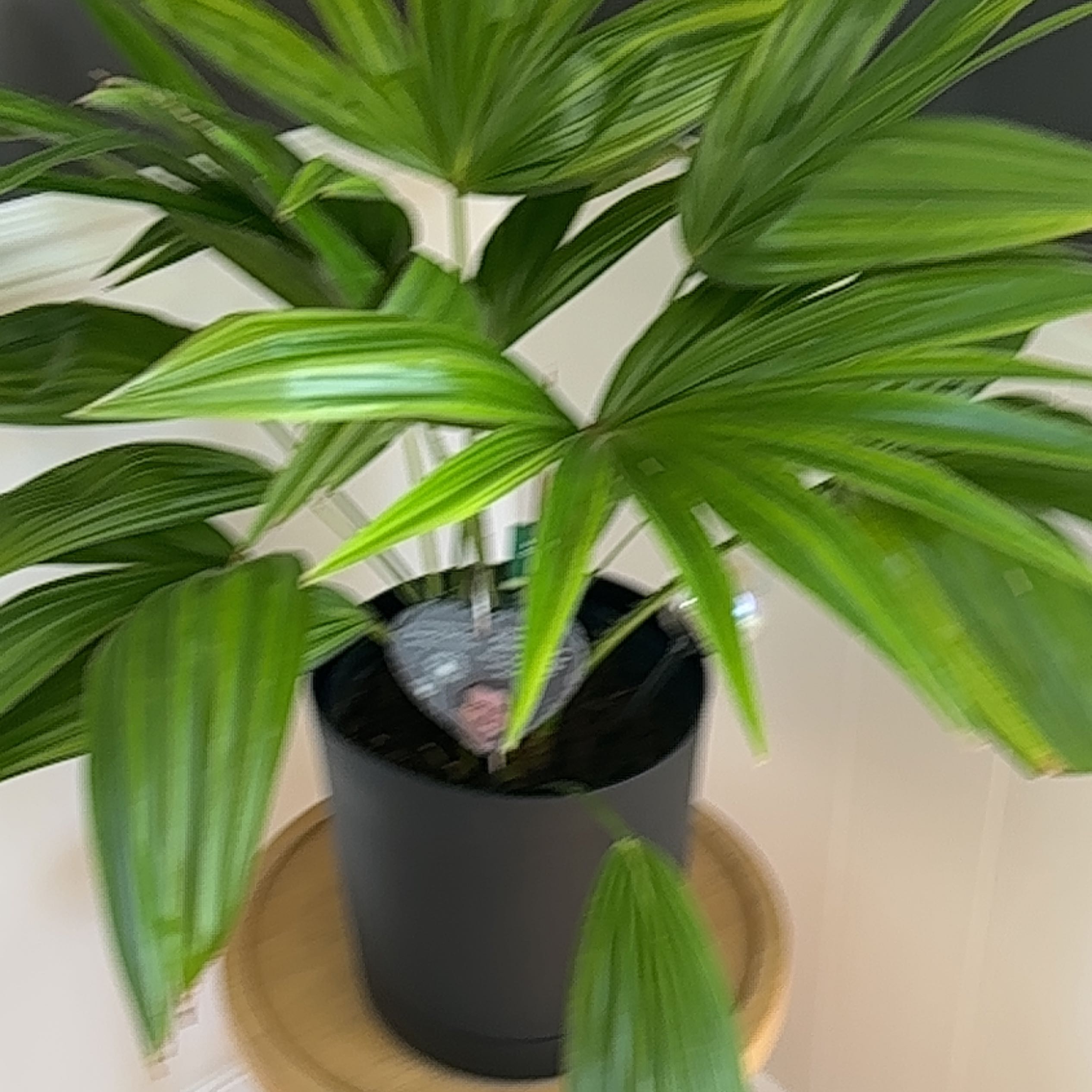 Photo of the plant species Chinese Palm by @NimbleBlueberry named Sherlock on Greg, the plant care app