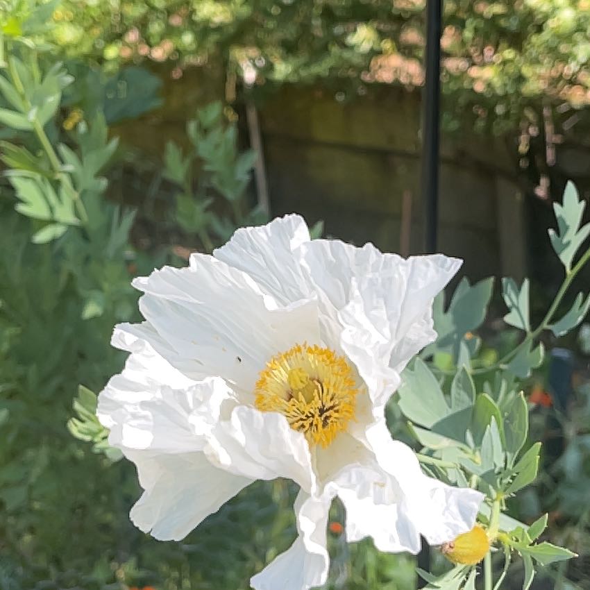 Photo of the plant species Coulter's Matilija Poppy by @QuaintLychee named Figyonce on Greg, the plant care app