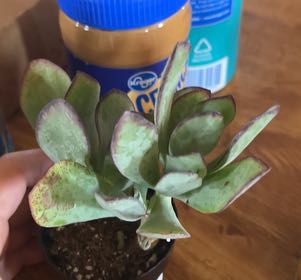 Photo of the plant species Crassula Blue Bird by @SubtleBrushbox named Terra on Greg, the plant care app