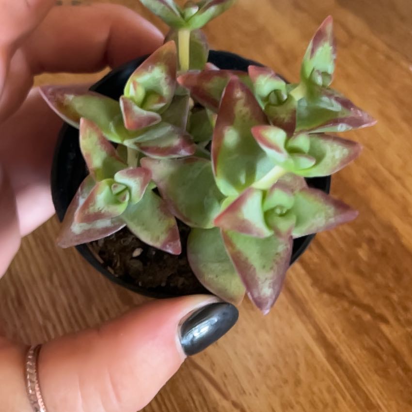 Photo of the plant species jade by @SubtleBrushbox named Foxxy on Greg, the plant care app