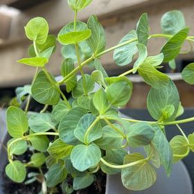 Photo of the plant species Ornamental Oregano by @BabyBaybean named Reggie on Greg, the plant care app