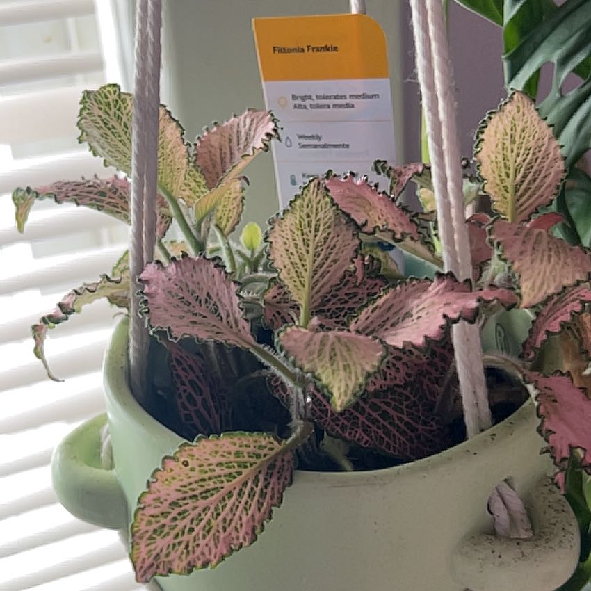 Photo of the plant species Frankie Fittonia by @BabyBaybean named Frankie on Greg, the plant care app