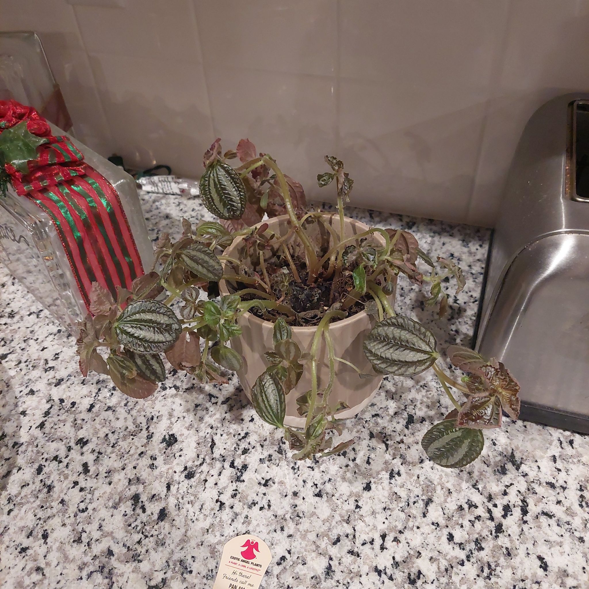 Photo of the plant species Silver Friendship Plant by @WingedPalepuma named Snakes on Greg, the plant care app
