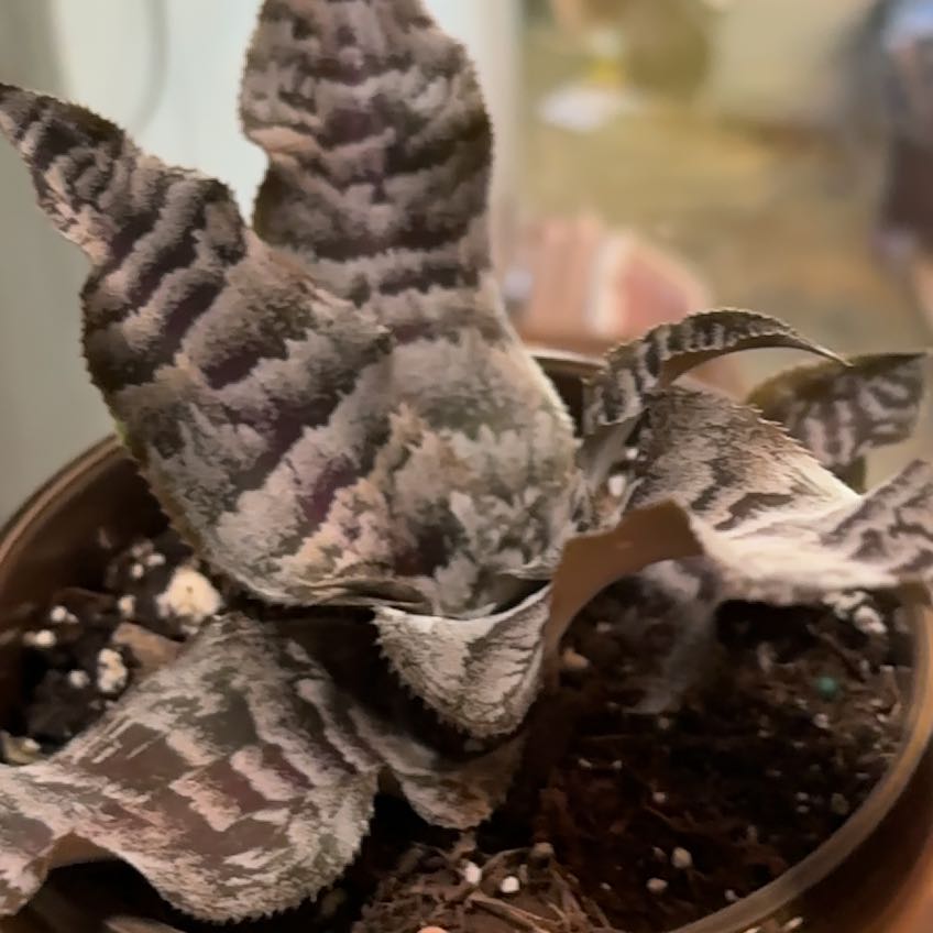 Photo of the plant species Welwitschia by @ExactKeylime84 named Bruce Lee on Greg, the plant care app