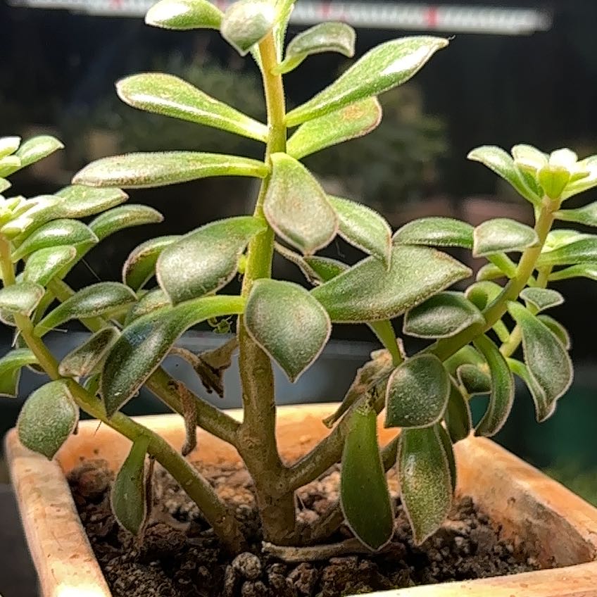 Photo of the plant species Peperomia by @ExactKeylime84 named Kesha on Greg, the plant care app