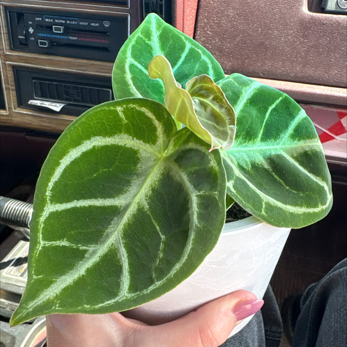 Photo of the plant species Anthurium Dorayaki by @KindPersianivy named Dorayaki on Greg, the plant care app