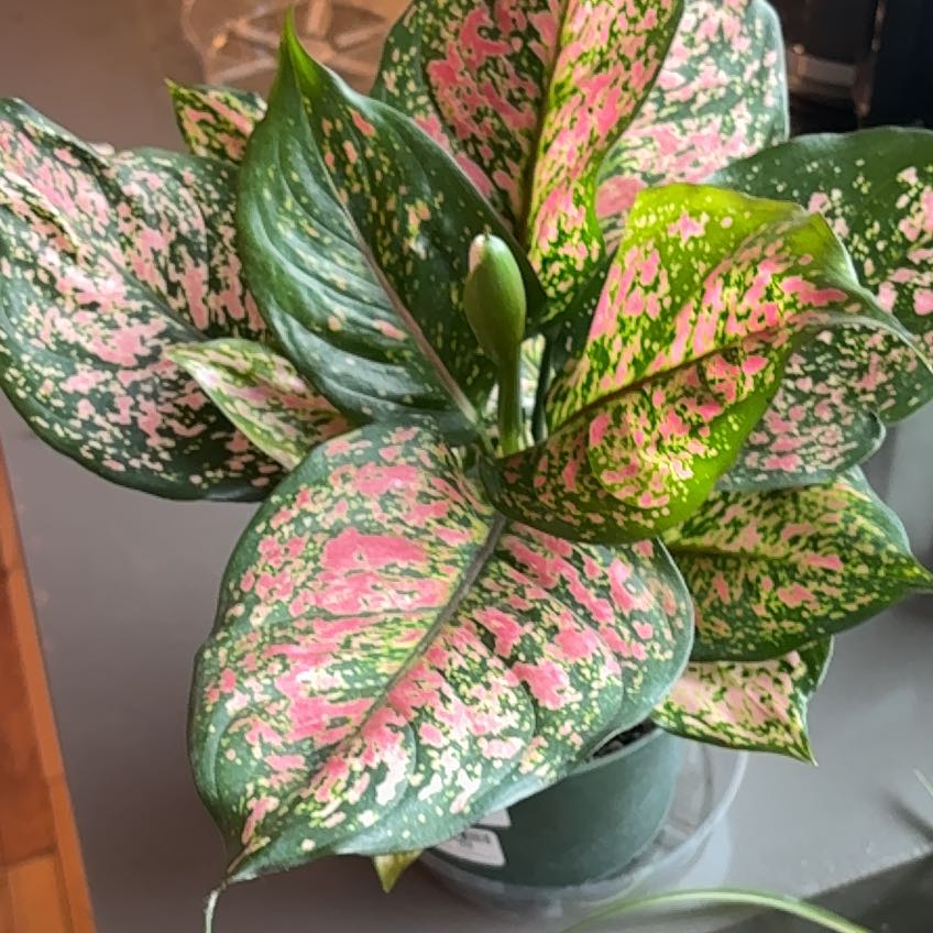 Photo of the plant species Anglaonema Ruby Ray by @KindPersianivy named Ruby Ray on Greg, the plant care app