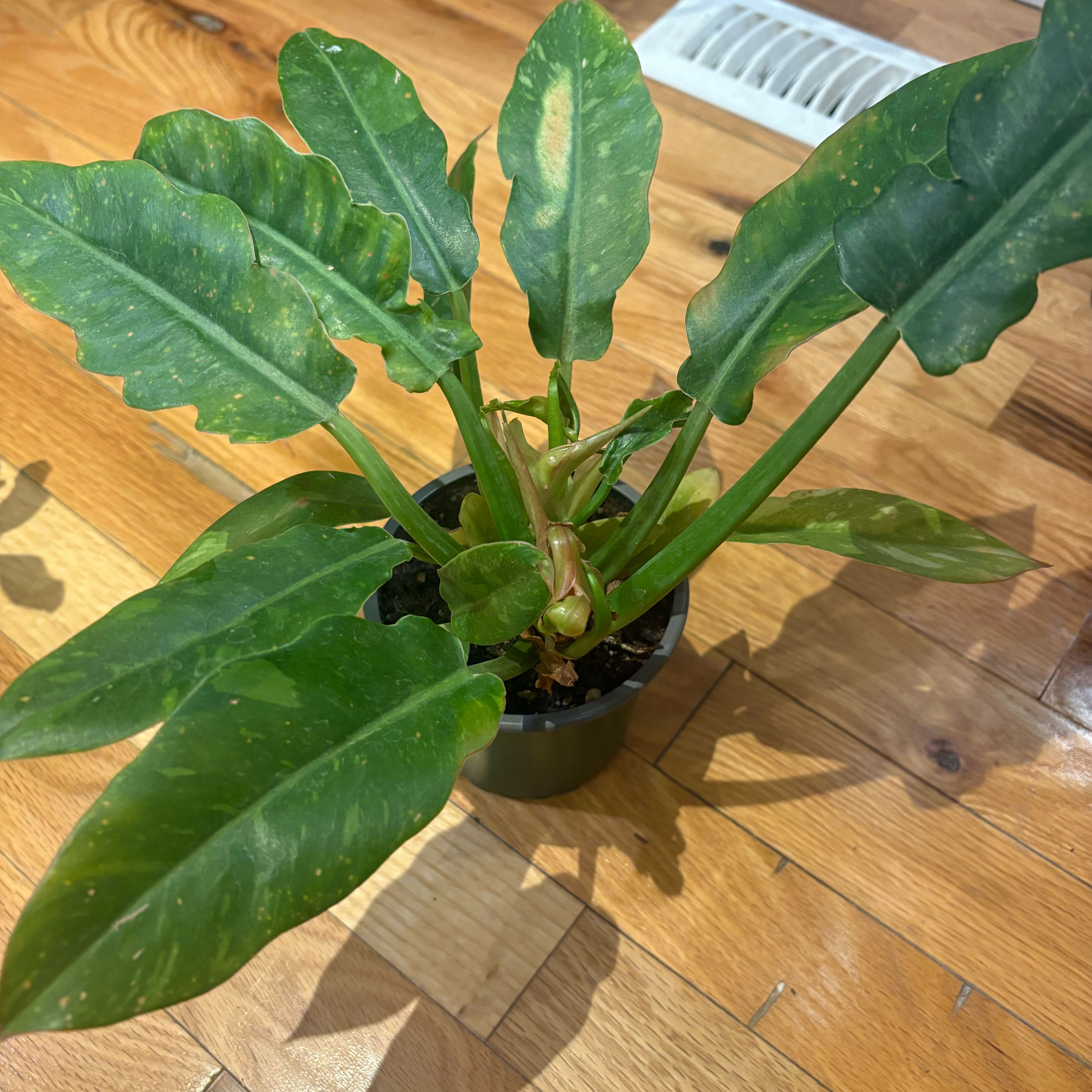 Photo of the plant species Tiger Tooth Philodendron by @KindPersianivy named Jungle Boogie on Greg, the plant care app